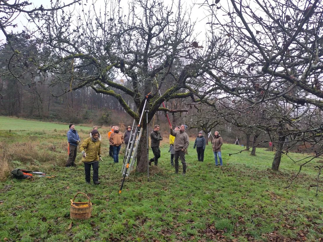 Landschaftspflegeverband saniert Streuobstwiesen