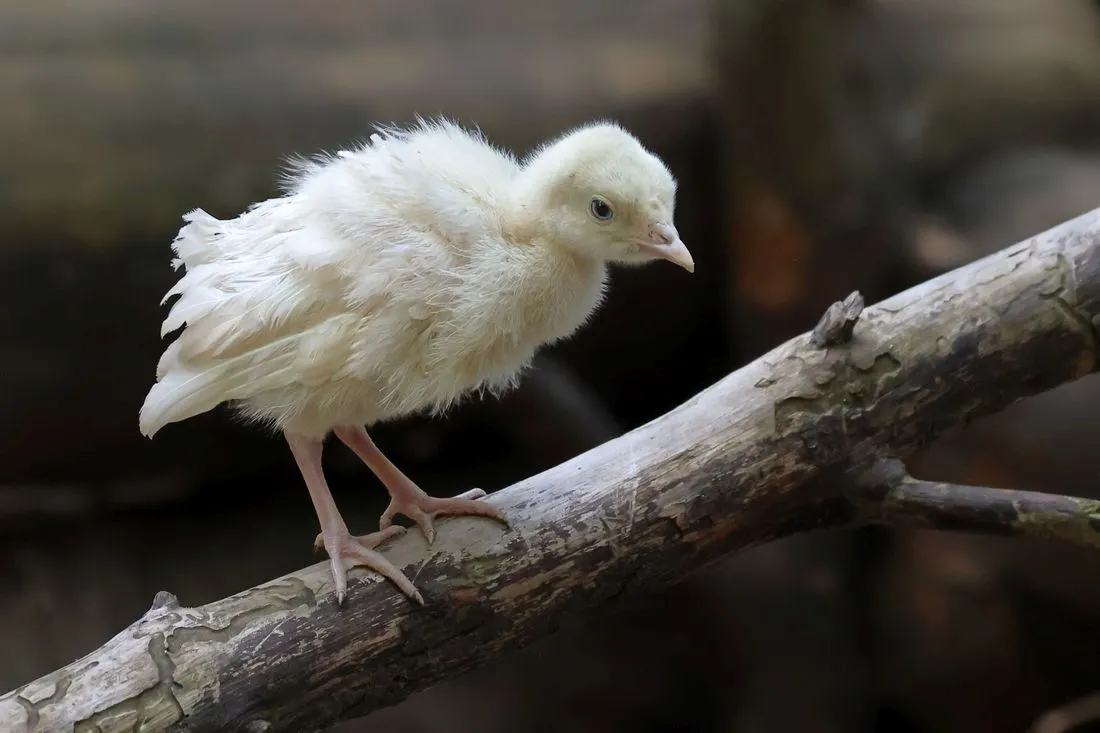 Wegen Vogelgrippe: Wildpark "Alte Fasanerie" verstärkt Sicherheitsmaßnahmen