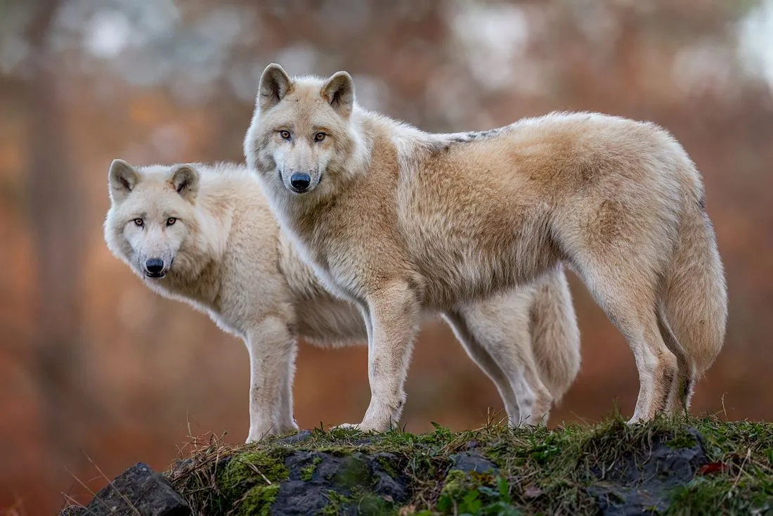Wildpark "Alte Fasanerie": Tundrawolf nach Operation verstorben