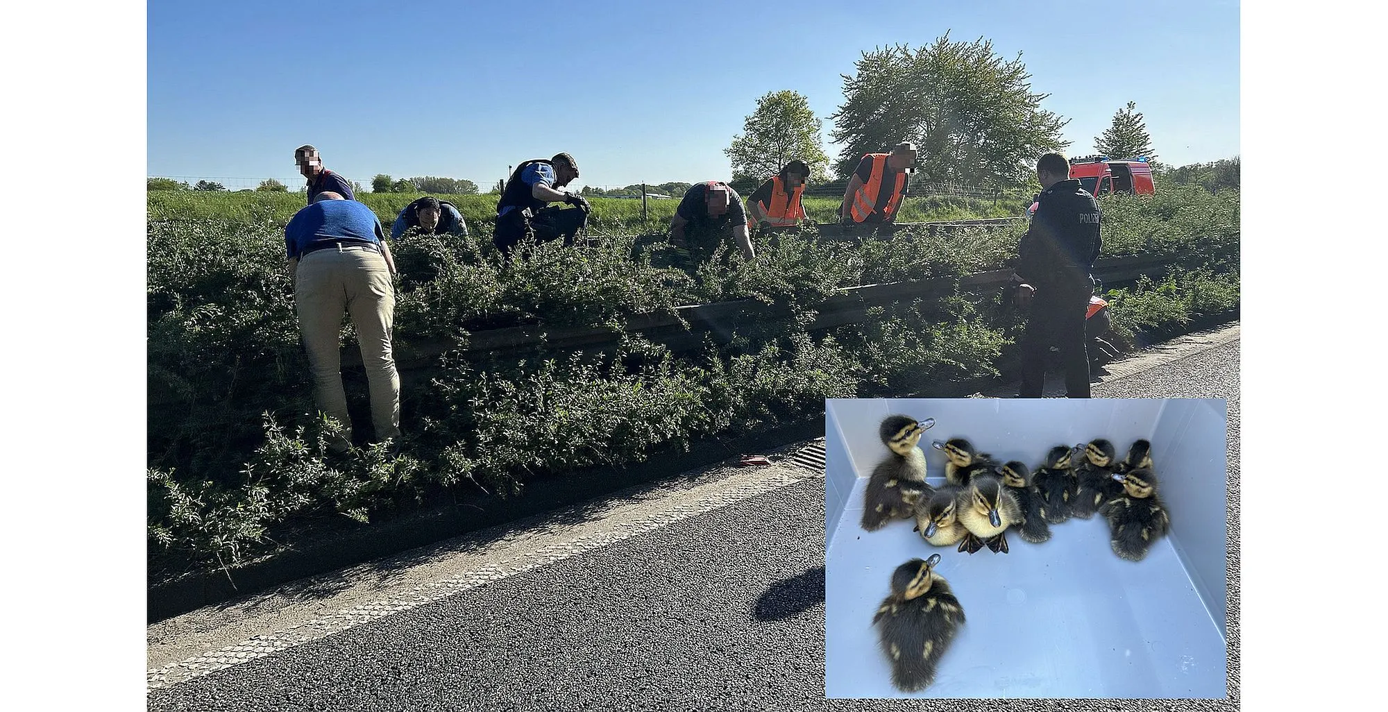 Langer Stau in Langenselbold: Polizei und Feuerwehr sperren A66 für Entenfamilie