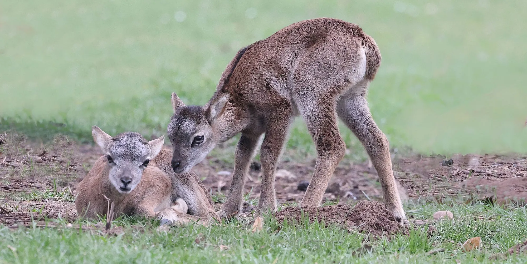 Erste Muffellämmer im Wildpark "Alte Fasanerie"