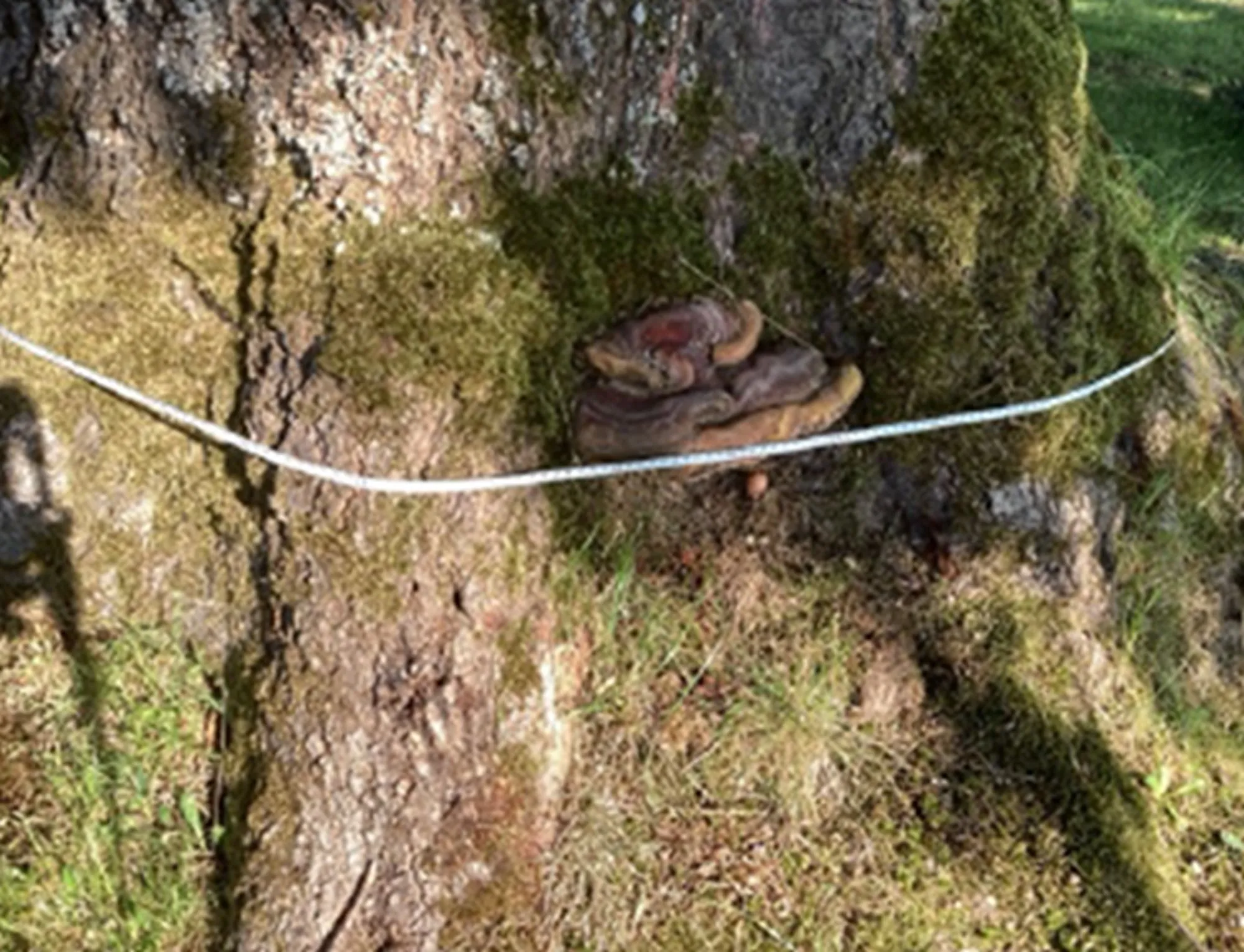 pflegefriedsalm az3