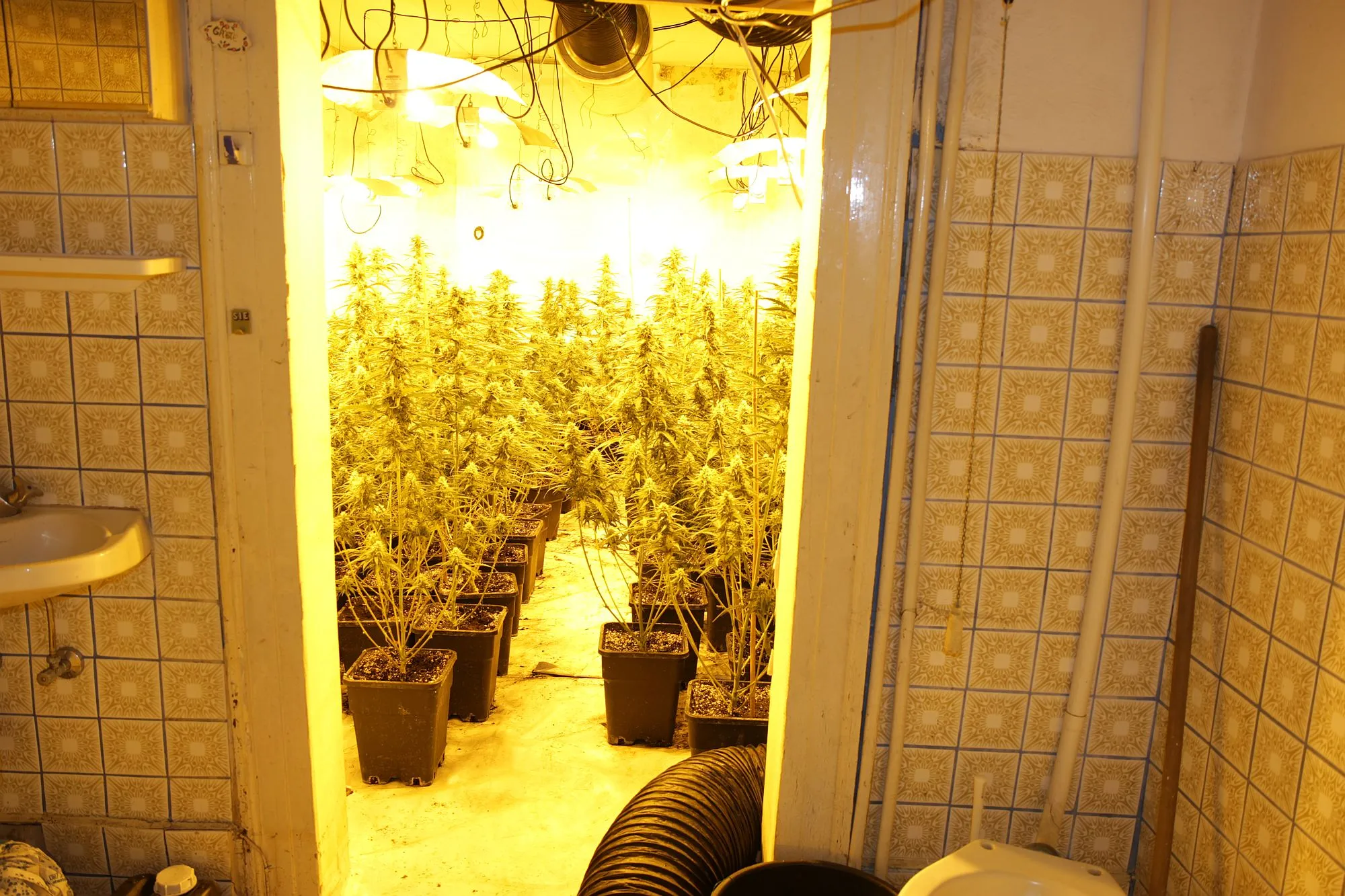 Hessen: Professionelle Cannabisplantage mit circa 1.100 Pflanzen entdeckt