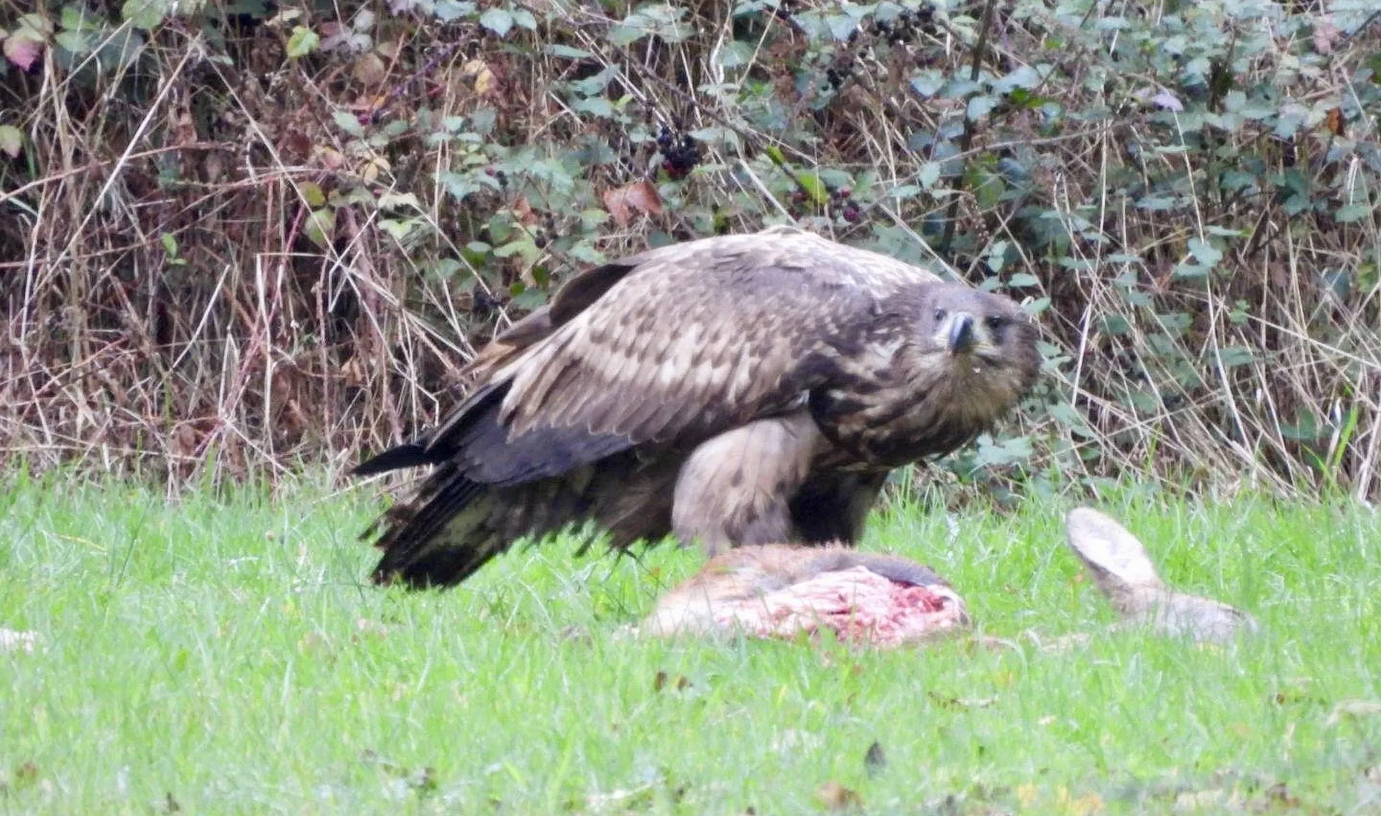 Seltene Beobachtungen in Biebergemünd: Fischadler aktuell gesichtet, Seeadler bereits im Herbst nachgewiesen