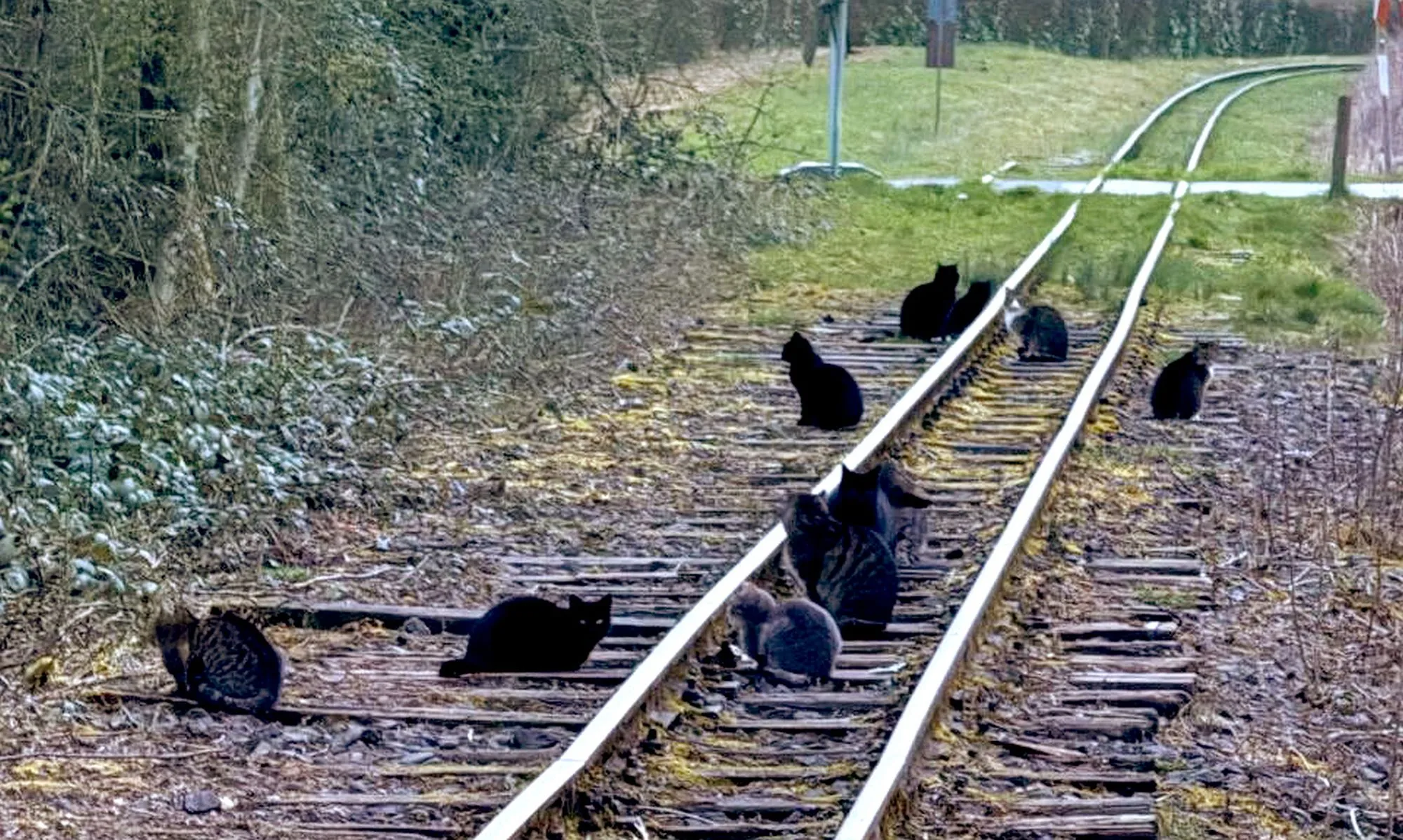 Katzenkolonie in Bad Orb: Fütterung verhindert Lösung