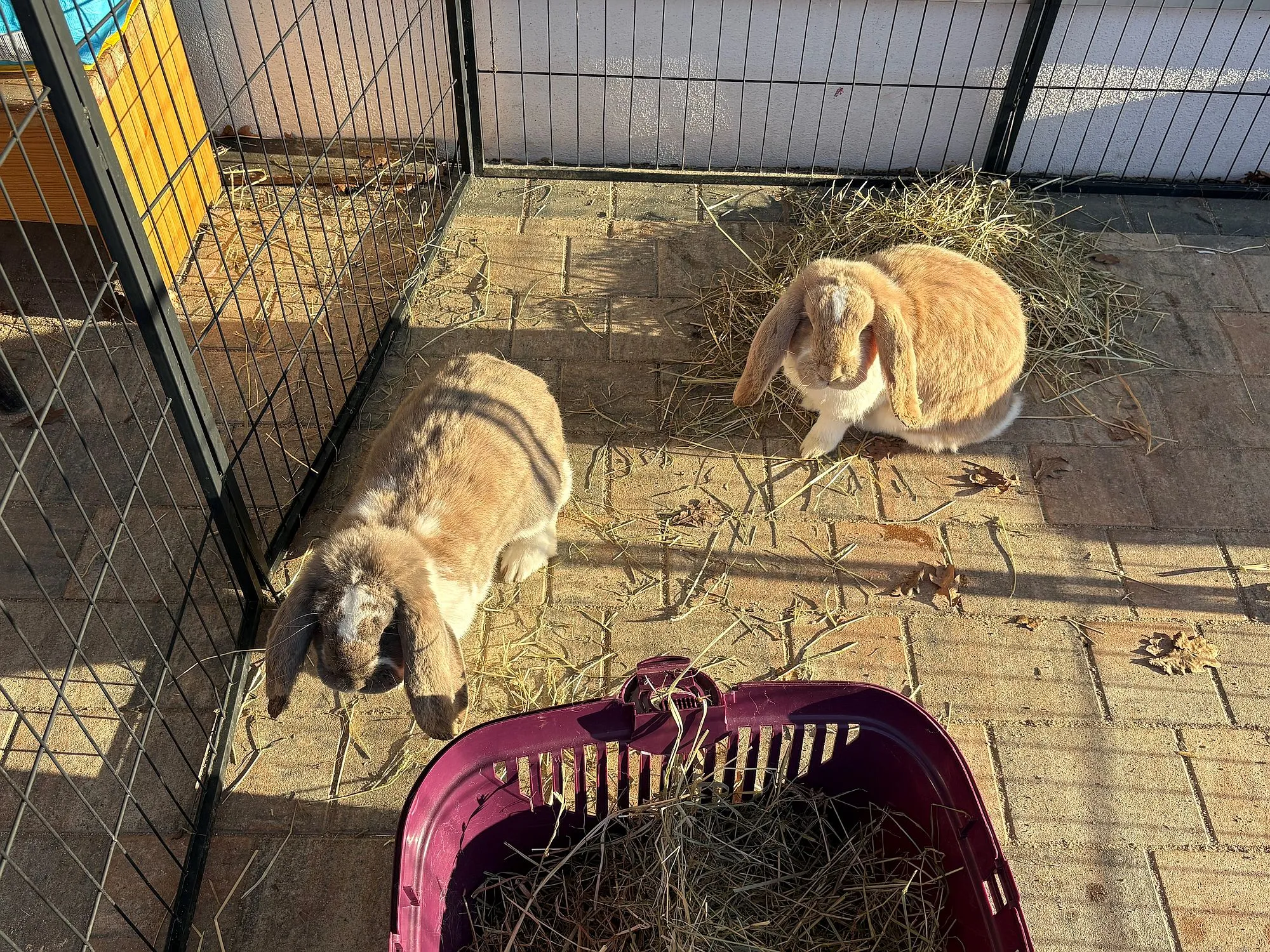 Ostern in der Kita Nelly Sachs mit besonderem Besuch