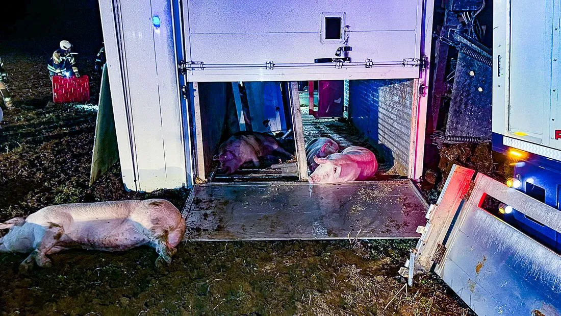 13 Tiere tot: Schweine-Transport in Hessen verunglückt