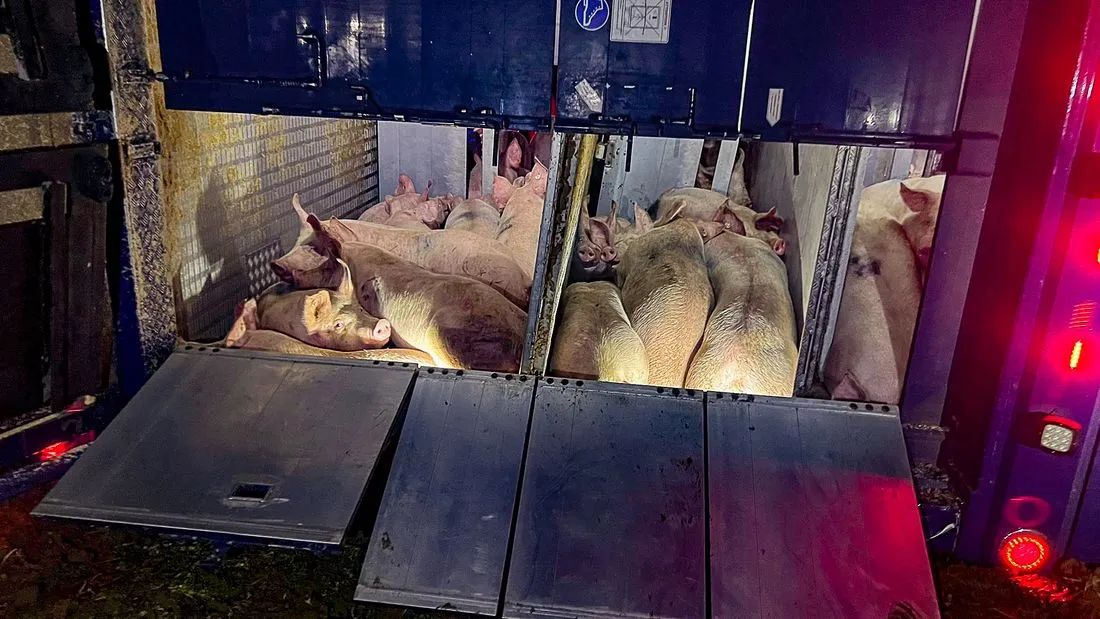 lkwschweineunfall az2