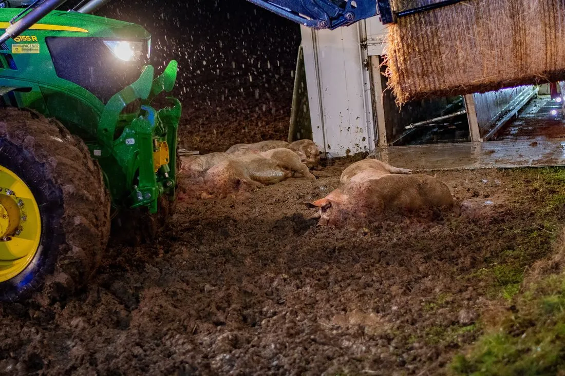lkwschweineunfall az4