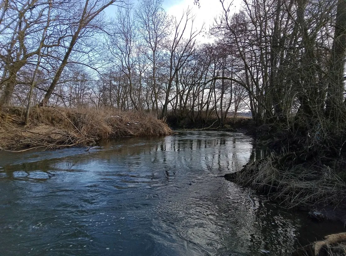 Auf Spurensuche an der Kinzig: Fahndung nach dem scheuen Fischotter
