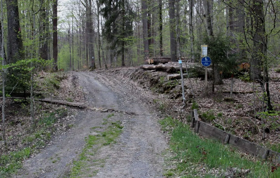 Erste Straßensperrungen wegen Krötenwanderung
