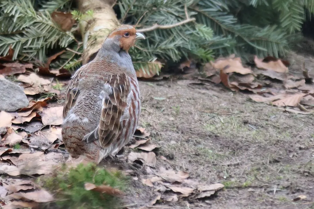 Wildpark "Alte Fasanerie": Vogel des Jahres zieht ein