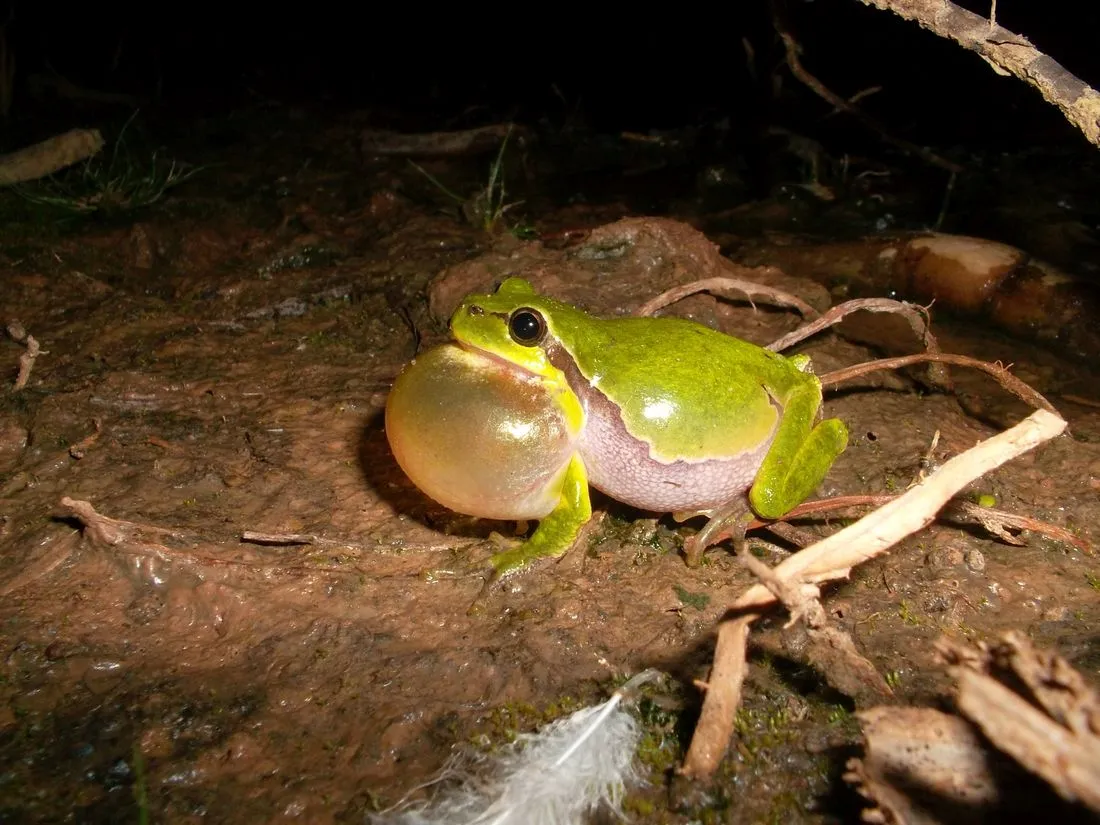 Tümpelpflege für den Laubfrosch