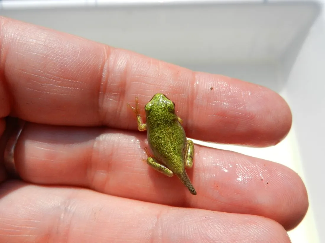 laubfroschgnas az1