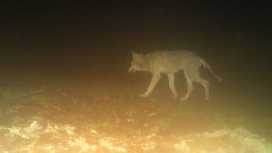 Wolf mit abheilender Räude fotografiert