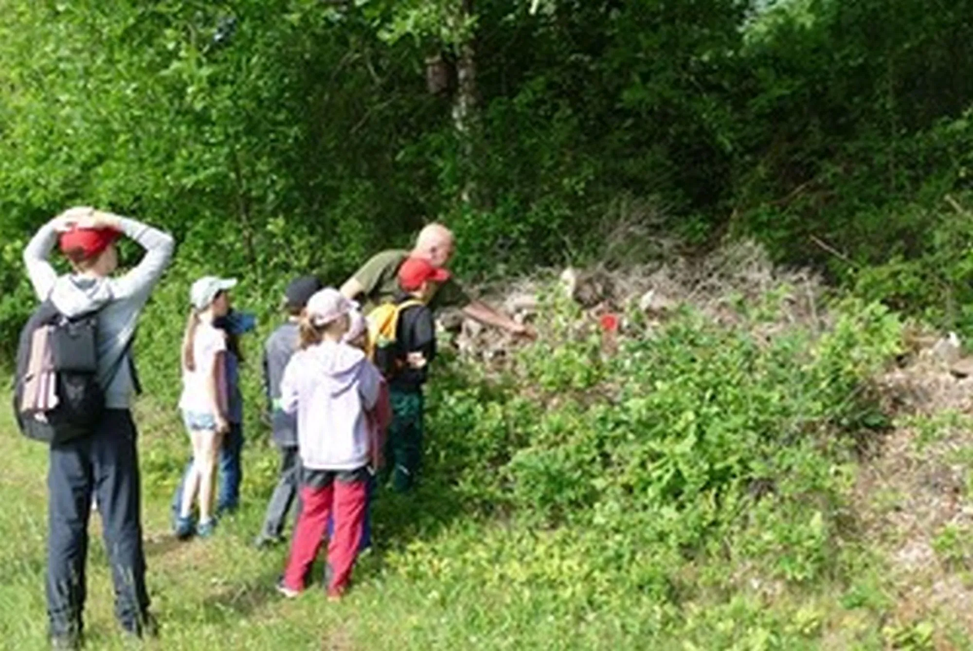 Frühaufsteher belohnt: NAJU-Gruppe entdeckt Schlingnatter