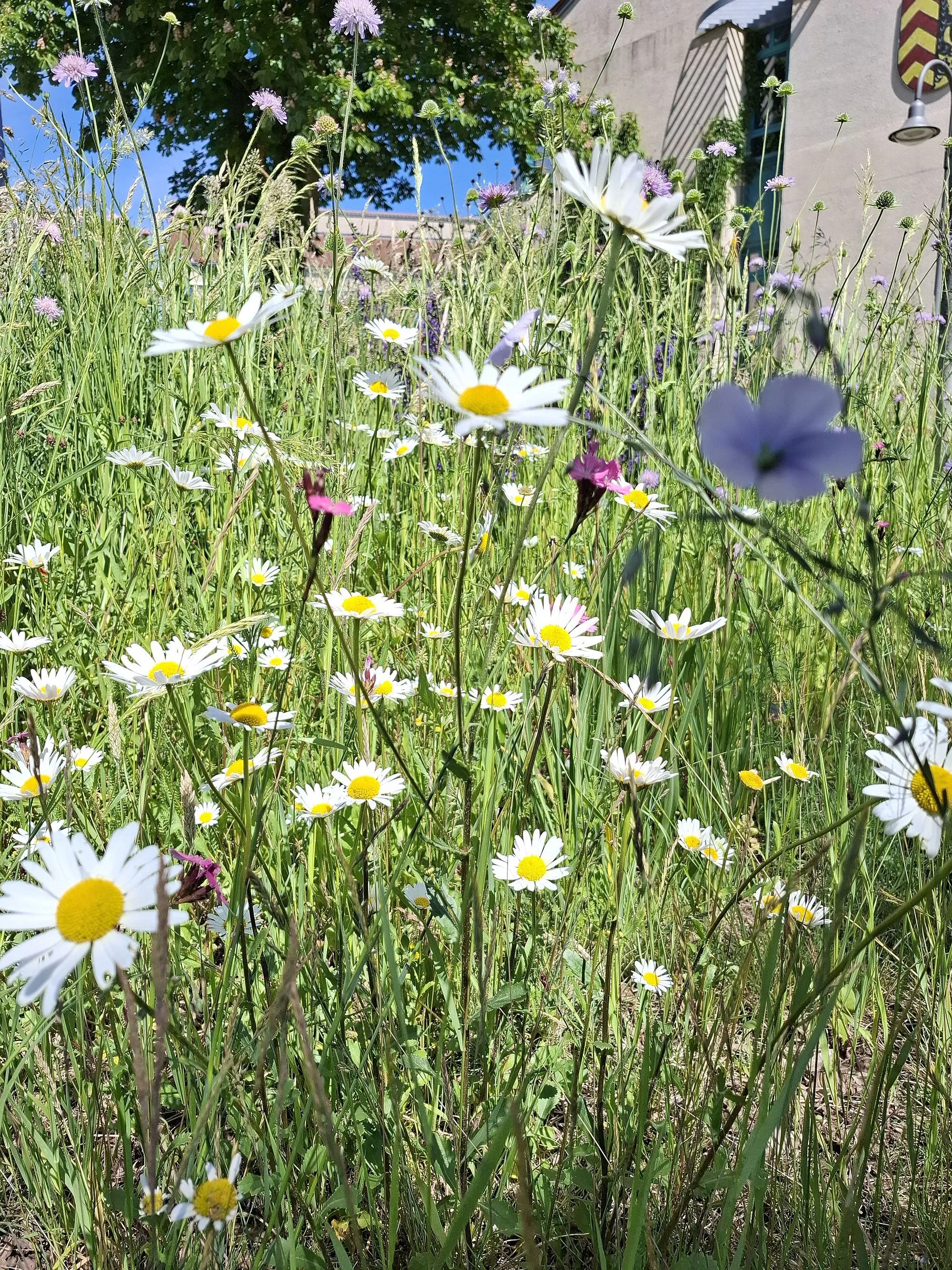 Gepflegte Wildheit im Stadtbild