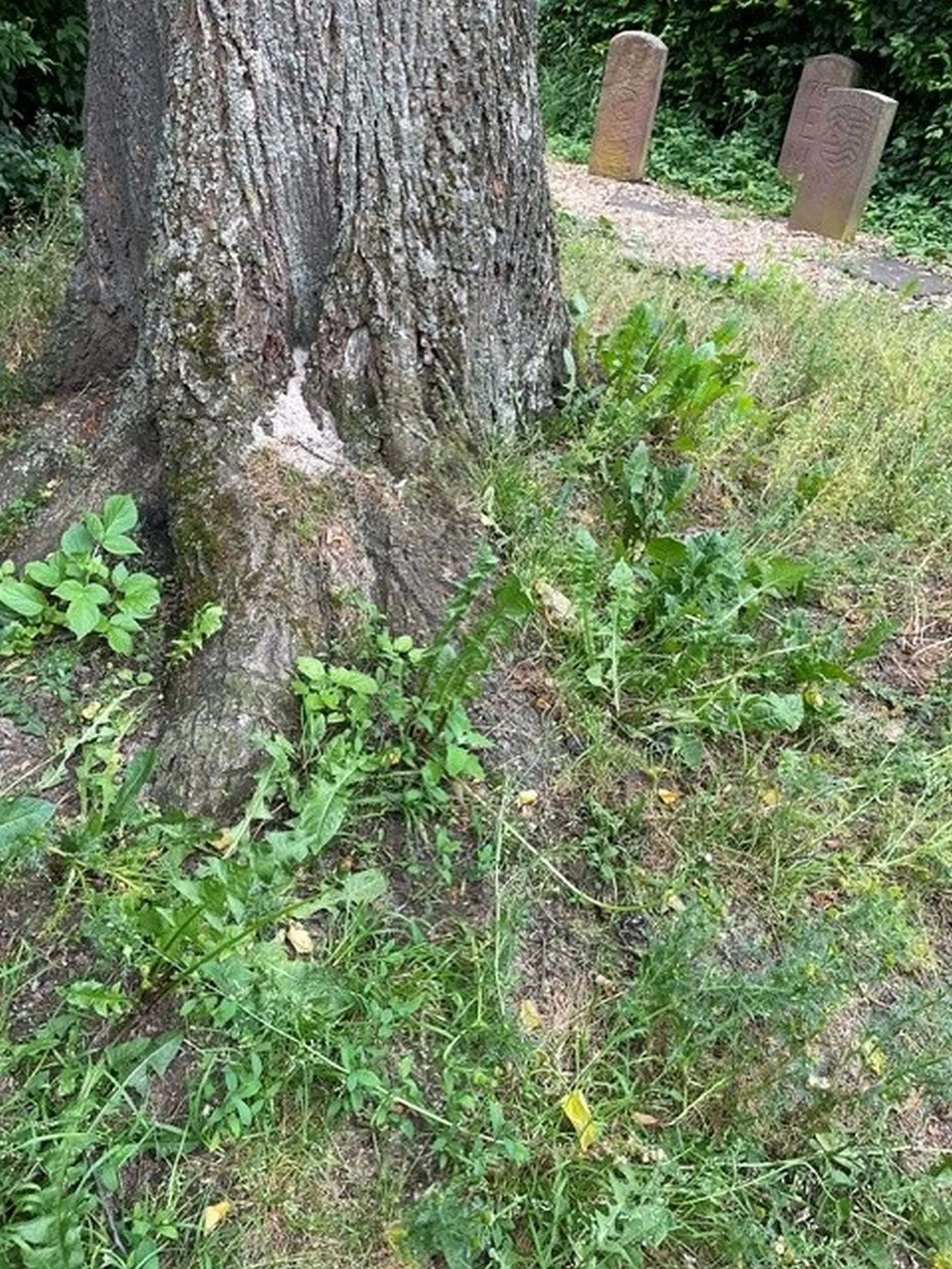 Baumfällung auf der Grünanlage in der Ostheimer Straße