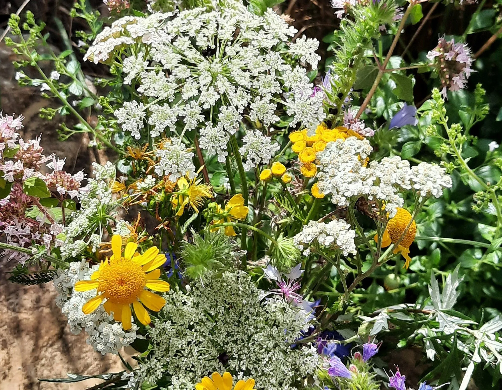 Wildpflanzen, Heilkräuter und mehr – Sommer- und Sonnwendkräuter