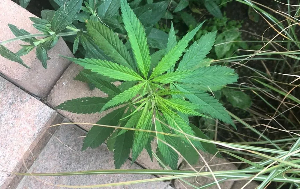Kritische Bilanz: Zwei Jahre Cannabis-Teillegalisierung