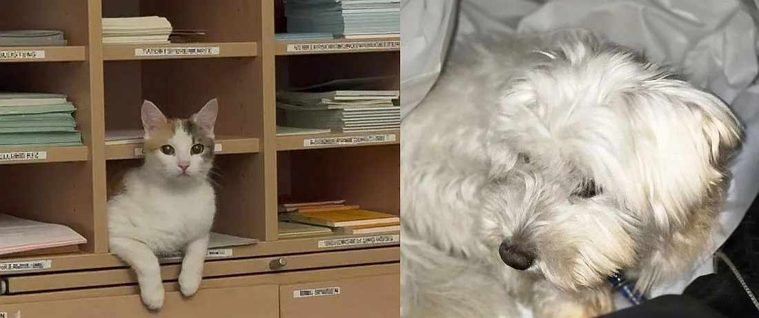Tierischer Kurzbesuch bei der Polizei: Wer vermisst Hund und Katze?