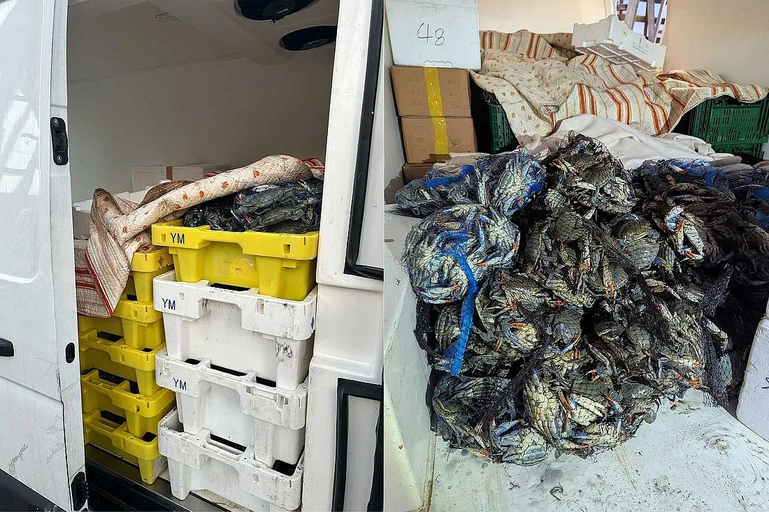 Hessen: Zoll entdeckt 700 Kilogramm lebendige Krebstiere in Transporter