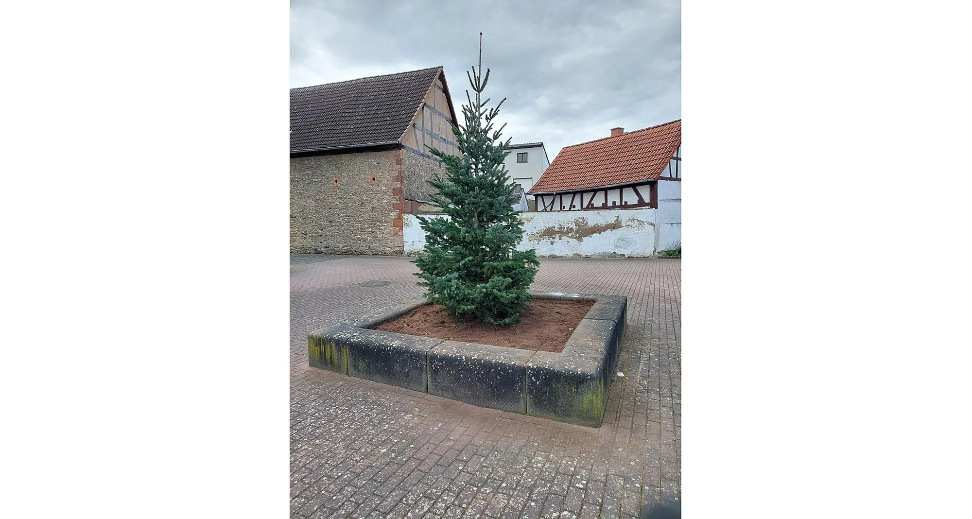 "Abies Nordmanniana" am Schlösschen