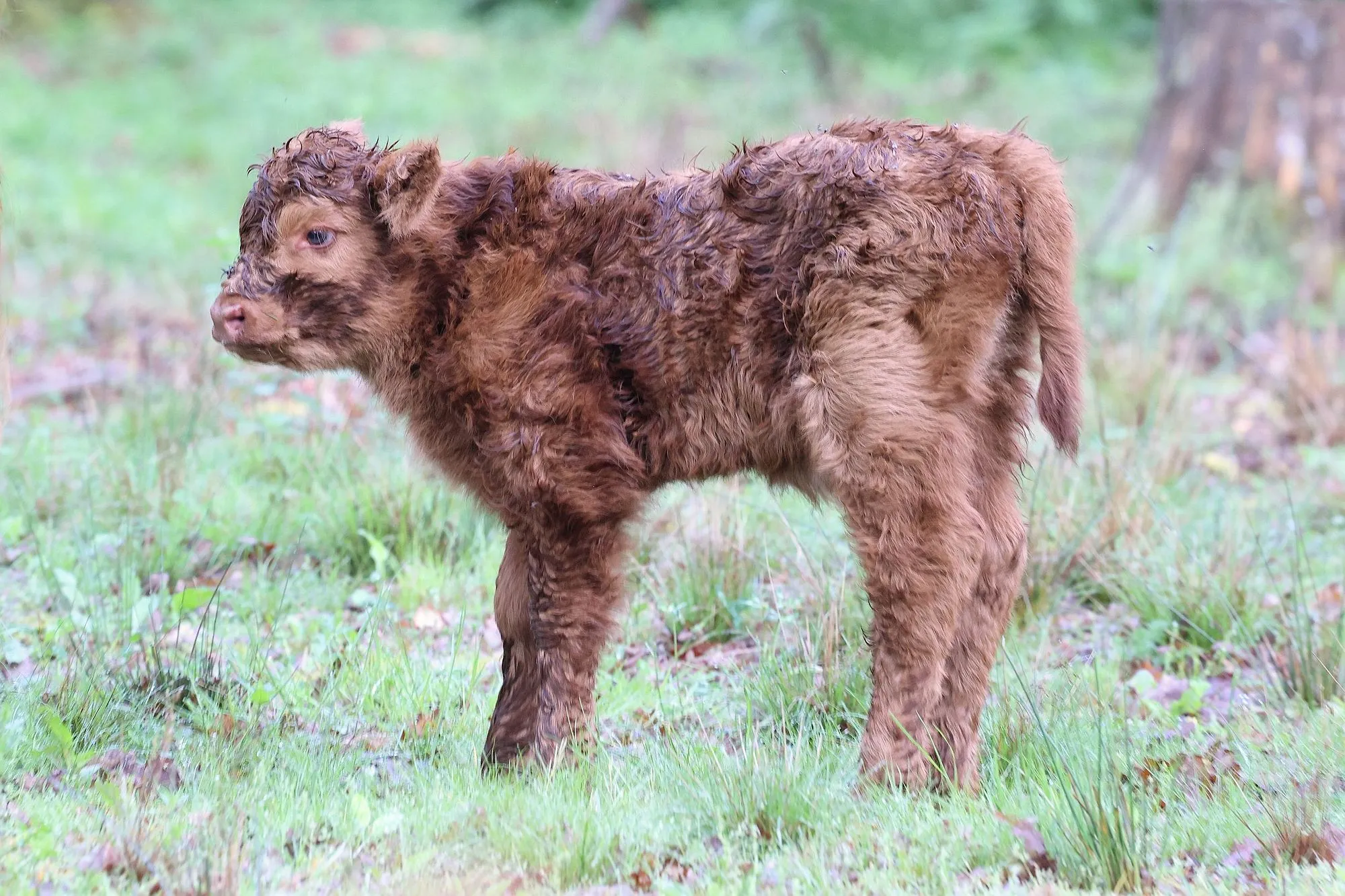 Mini-Muuh statt Mega-Kuh: Zottelnachwuchs im Wildpark "Alte Fasanerie"