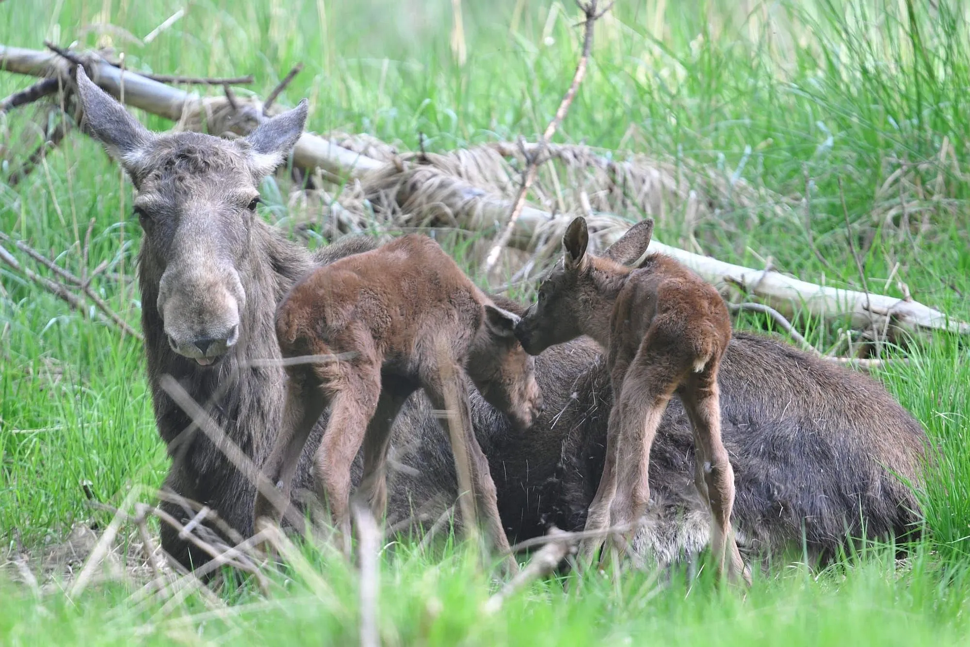 Wildpark "Alte Fasanerie": Elchkuh Jule bringt zwei gesunde Kälbchen zur Welt