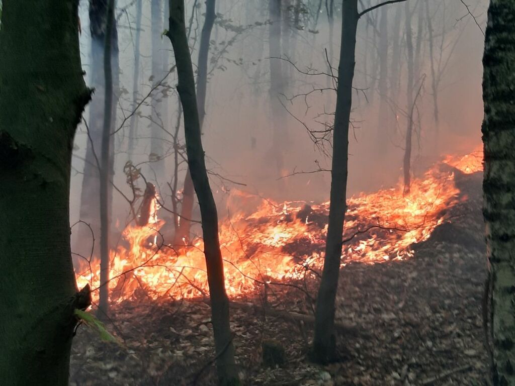 waldbwbachffmann2.jpg