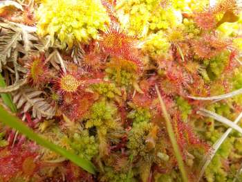 Sonnentau im Torfmoospolster. © GNA – Susanne Hufmann